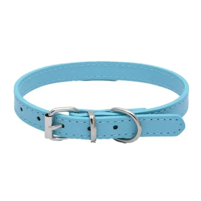 Adjustable Dog Collar with Alloy Buckle - Available in Multiple Colors