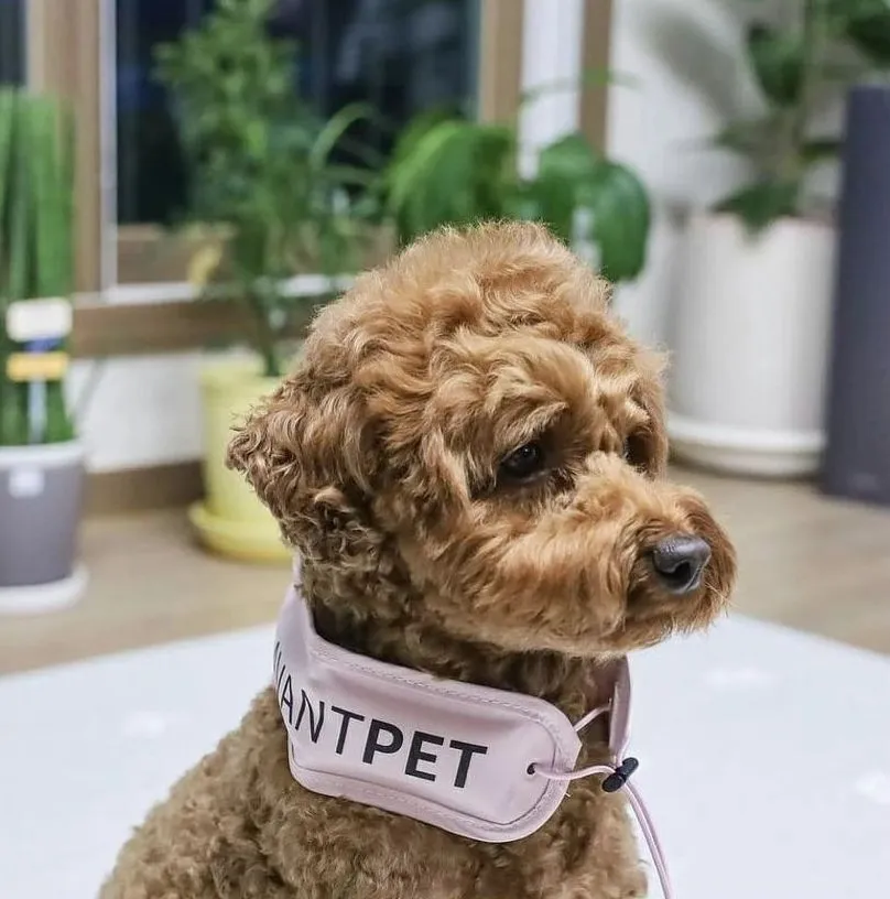 Avantpet - Premium Cooling Neckband