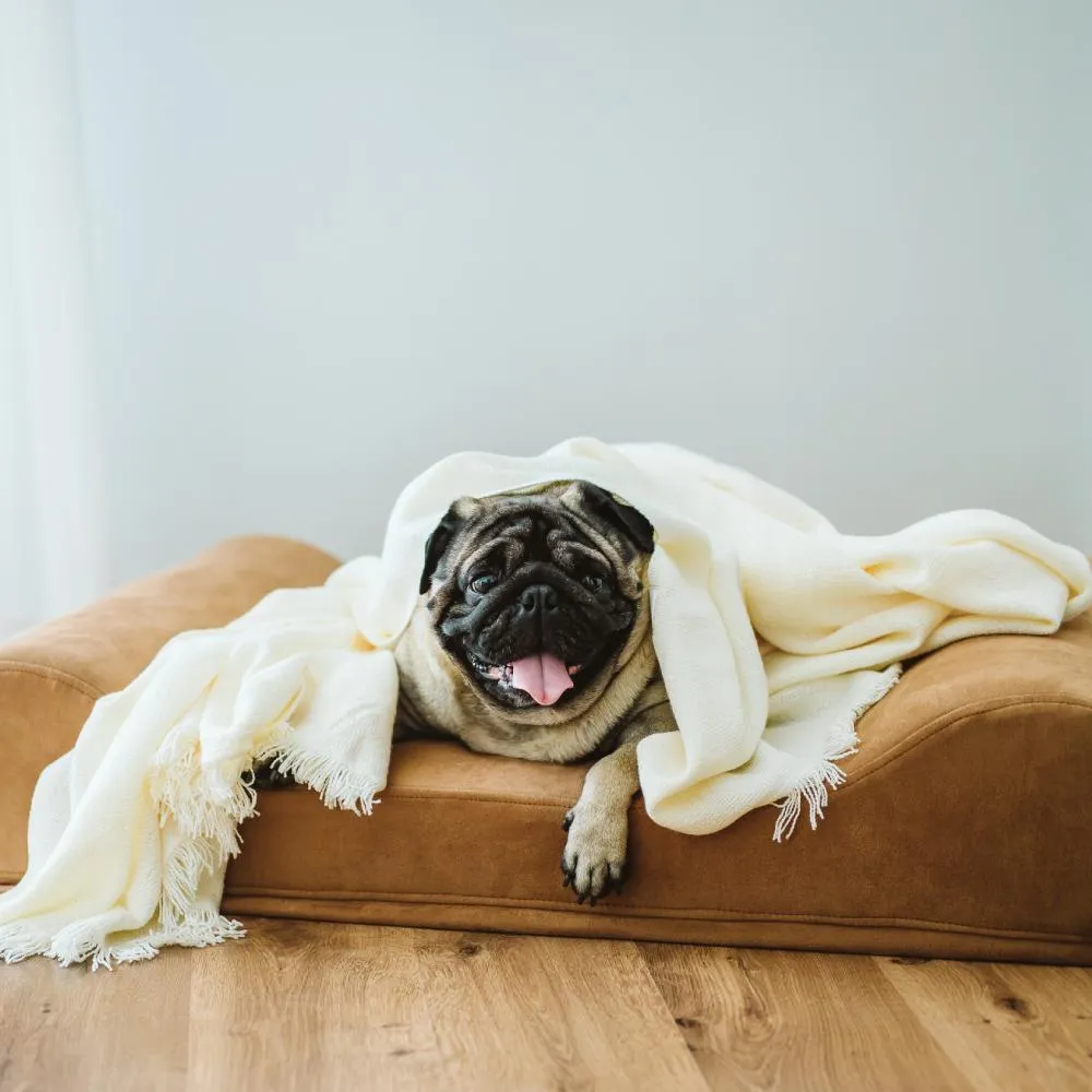 Big Barker Dog Bed