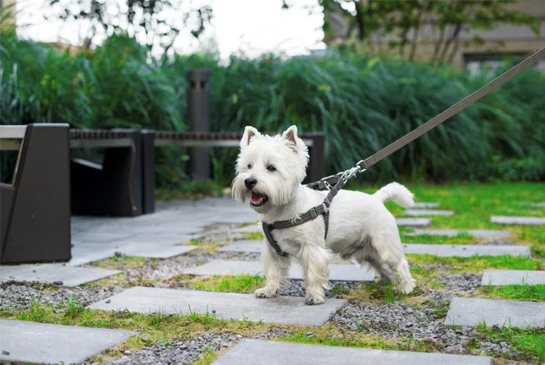 Bowl and Bone Active Blue Dog Harness and Lead Set