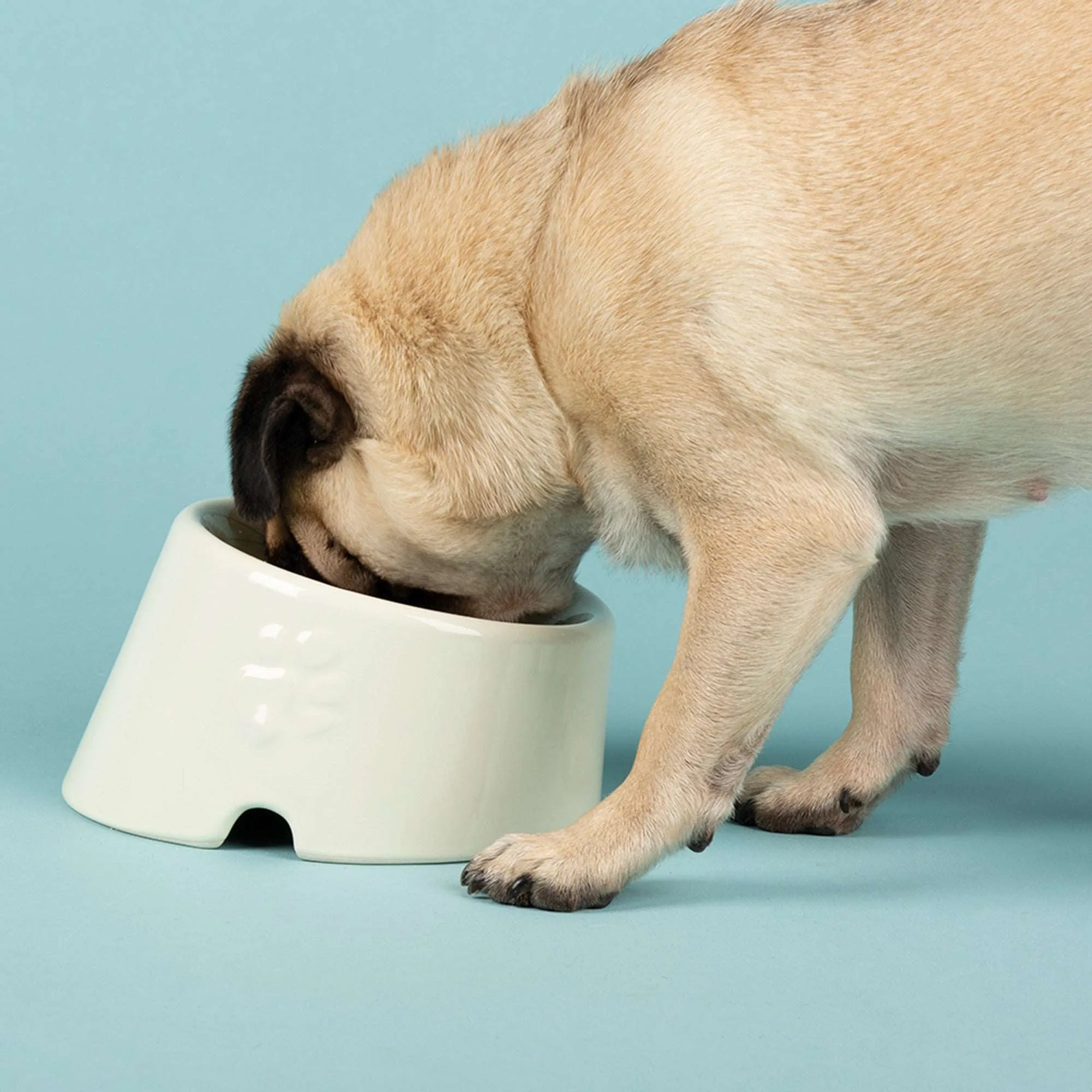 Ceramic Icon Flat Faced Dog Bowl