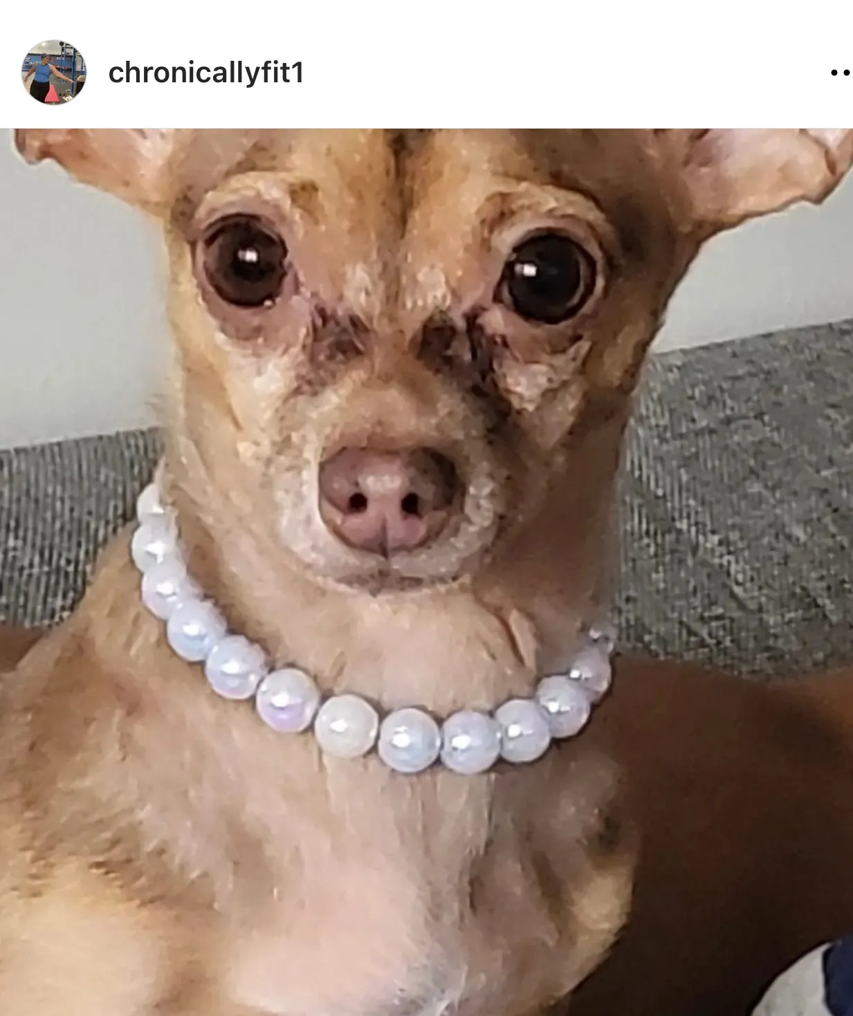 Infinity White XS Acrylic [Small Dog/Cat Bead Collar]