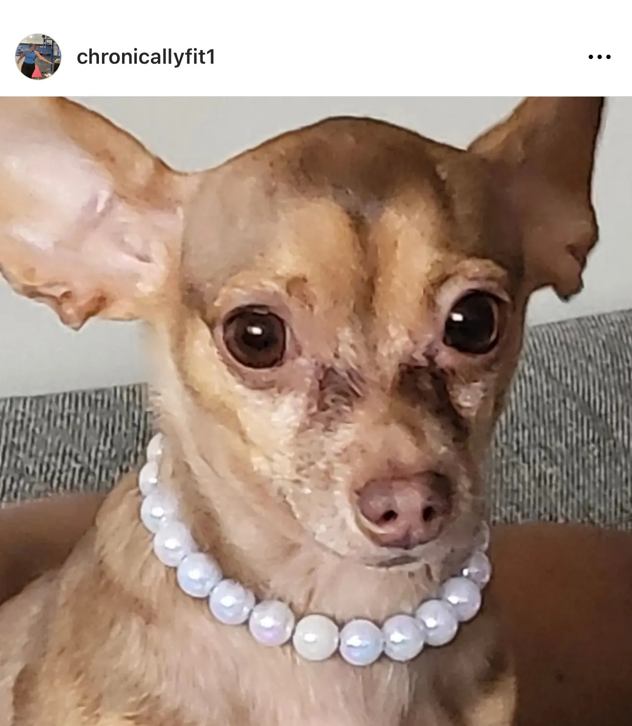 Infinity White XS Acrylic [Small Dog/Cat Bead Collar]