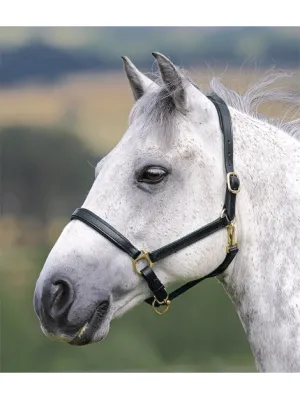 Lined Leather Headcollar