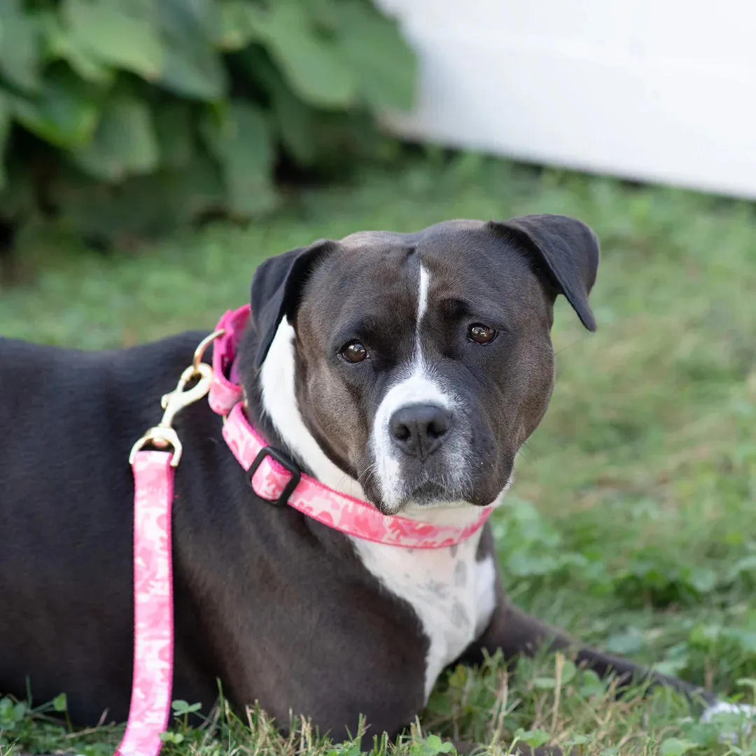 Martingale Collar | Pink Camo