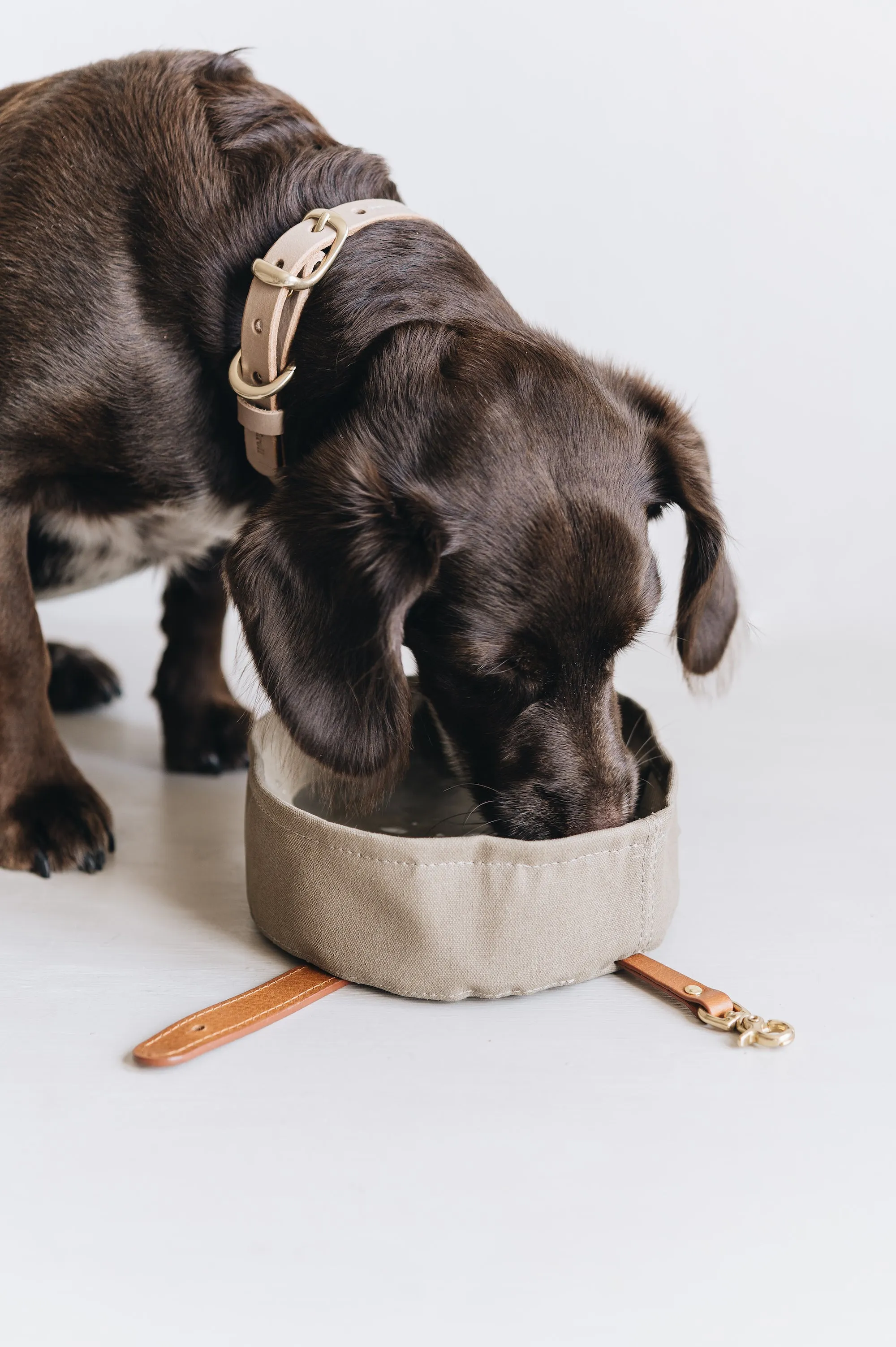 Melo Foldable Travel Dog Bowl (new design Melo)