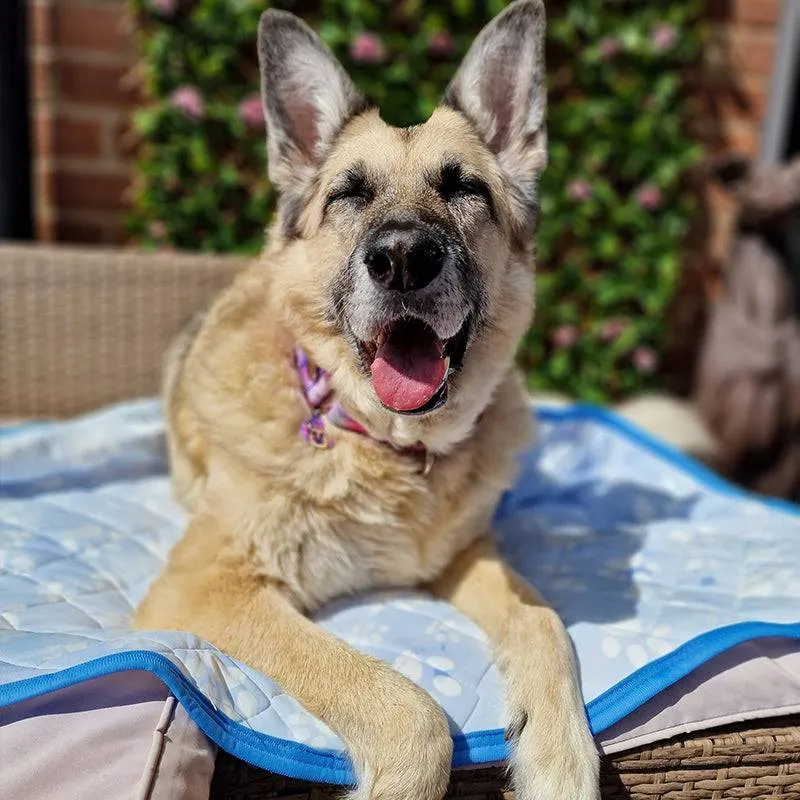 Revolutionary Cooling Mat for Pets,Blue Arc-chill Pro Natural Q Max 0.3