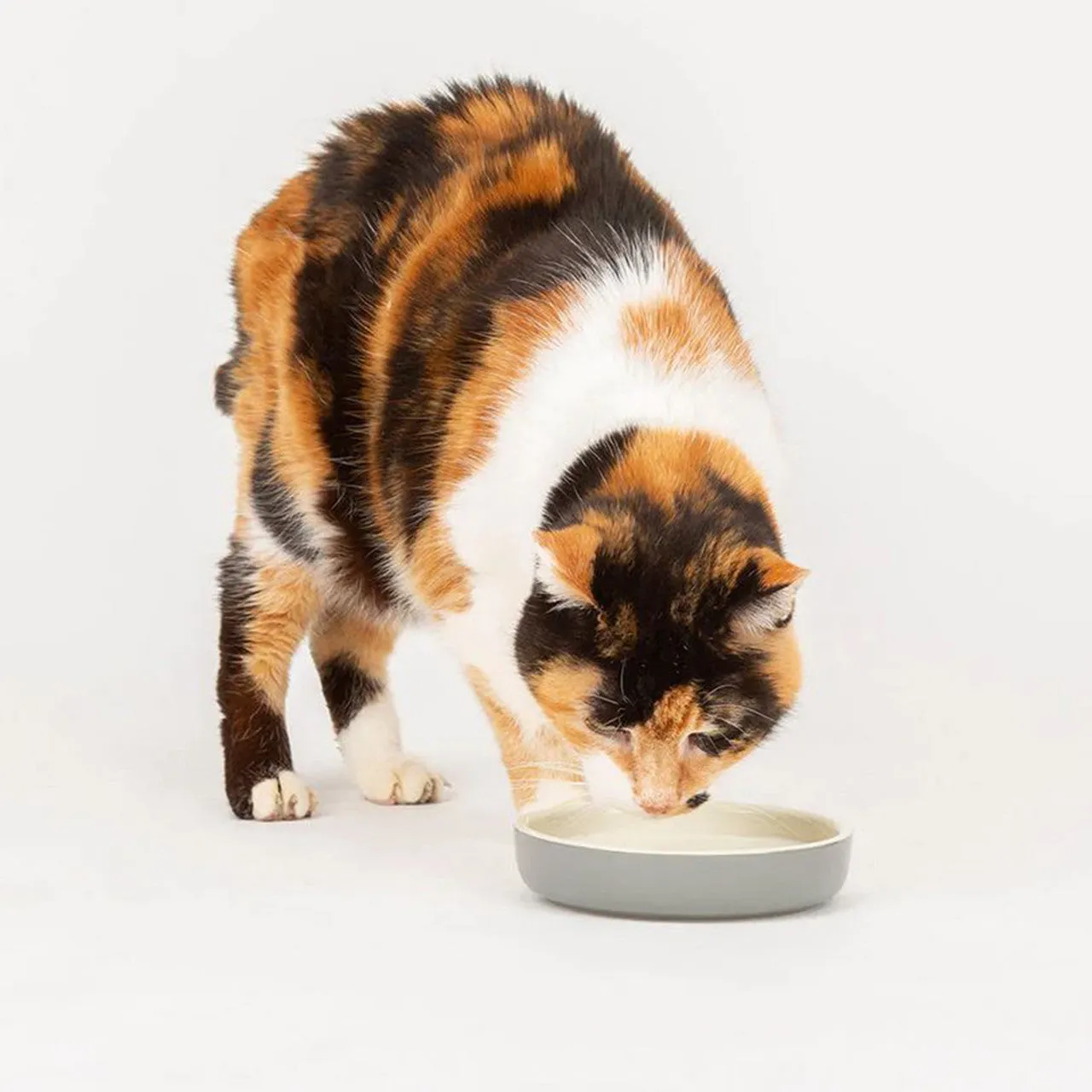 Scruffs | Classic Dog & Cat Feeding Saucer | Grey - 200ml