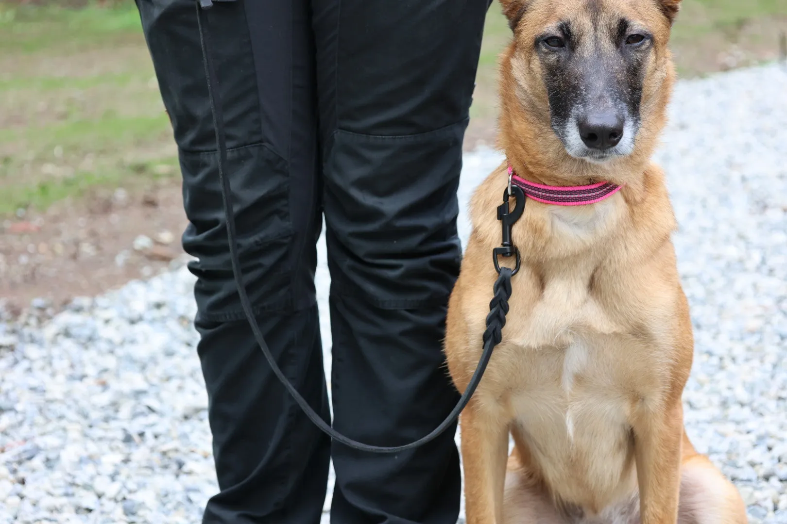 Sprenger Adjustable Collar Reflecting Pink