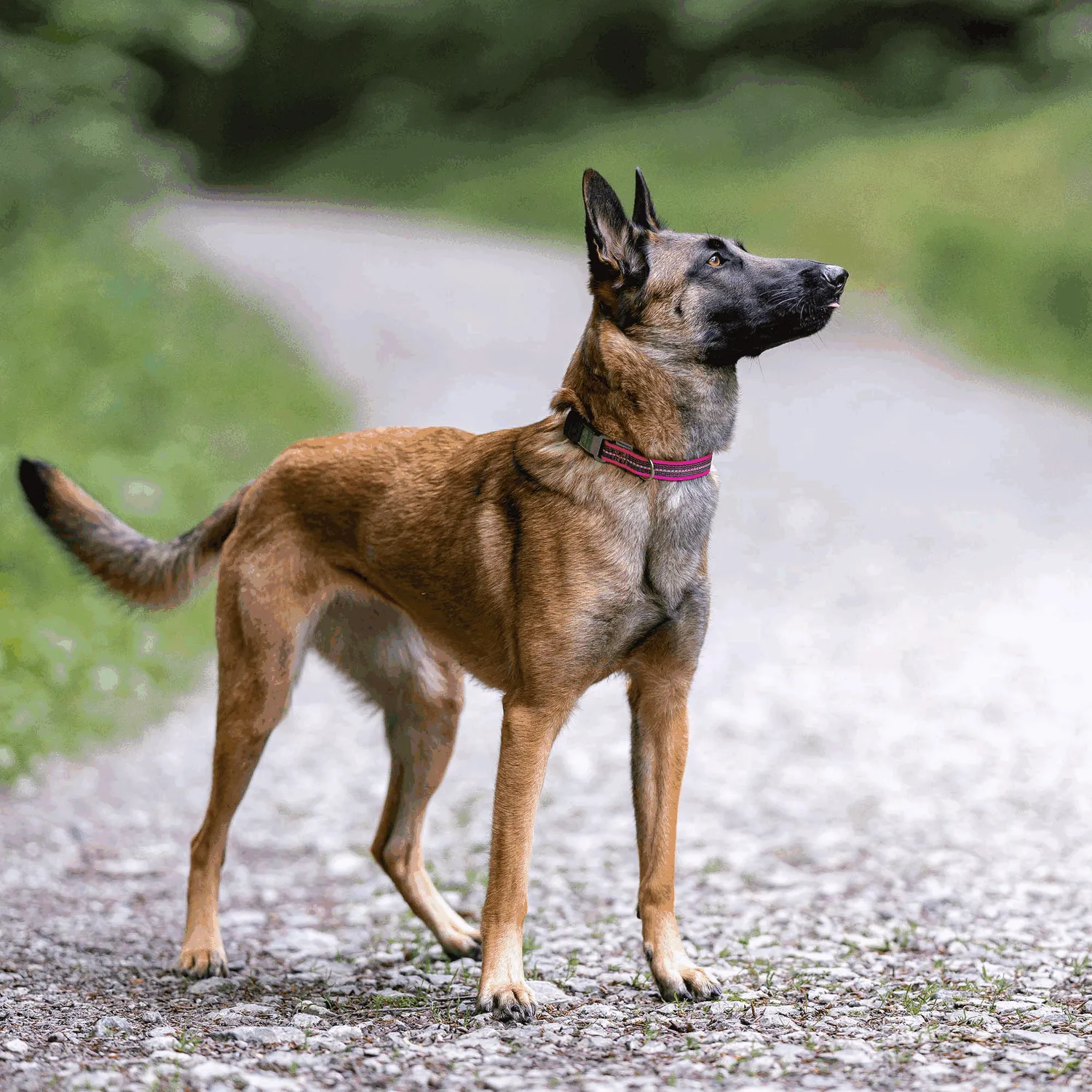 Sprenger Adjustable Collar Reflecting Pink