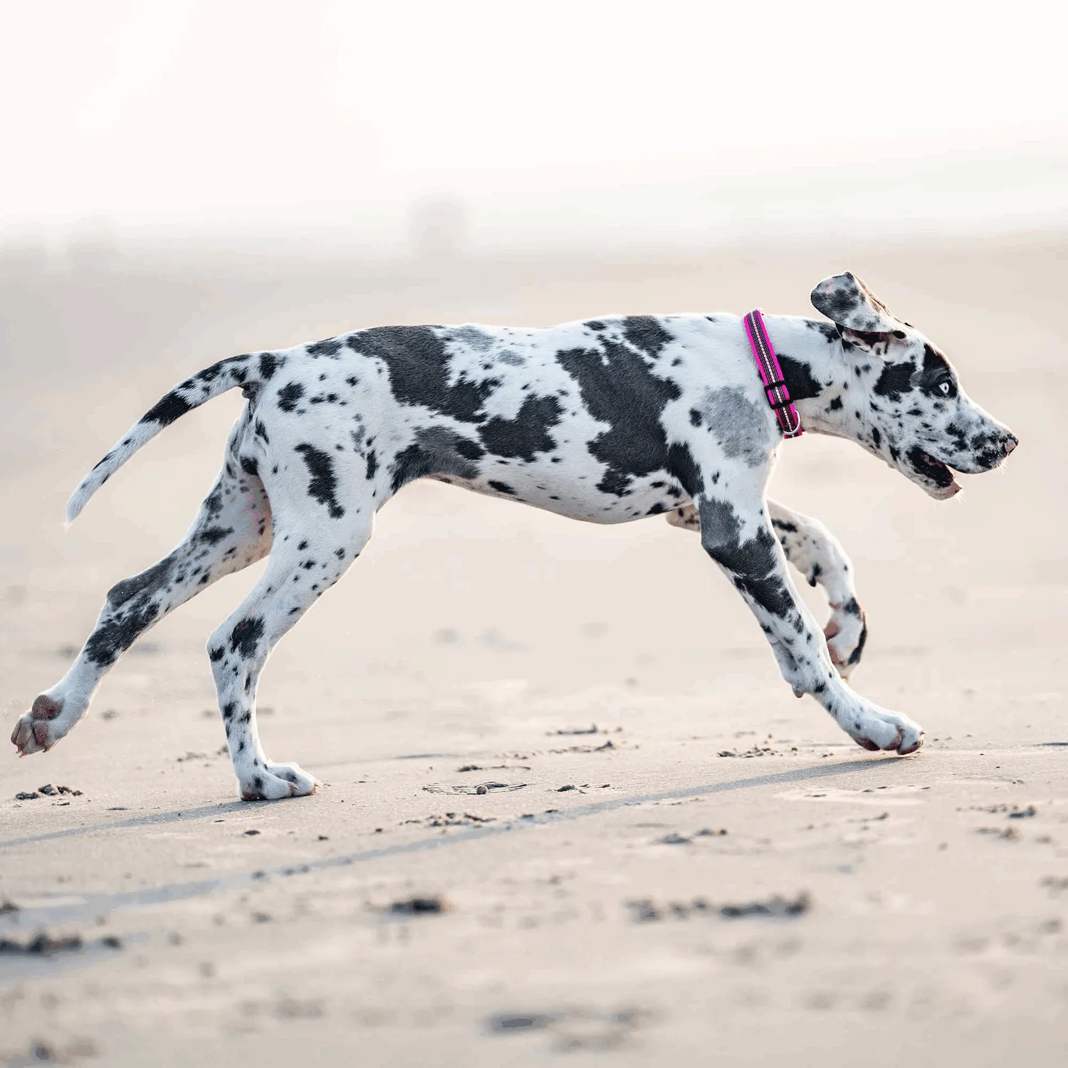 Sprenger Adjustable Collar Reflecting Pink