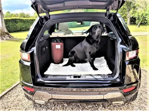 Travel Dog Beds