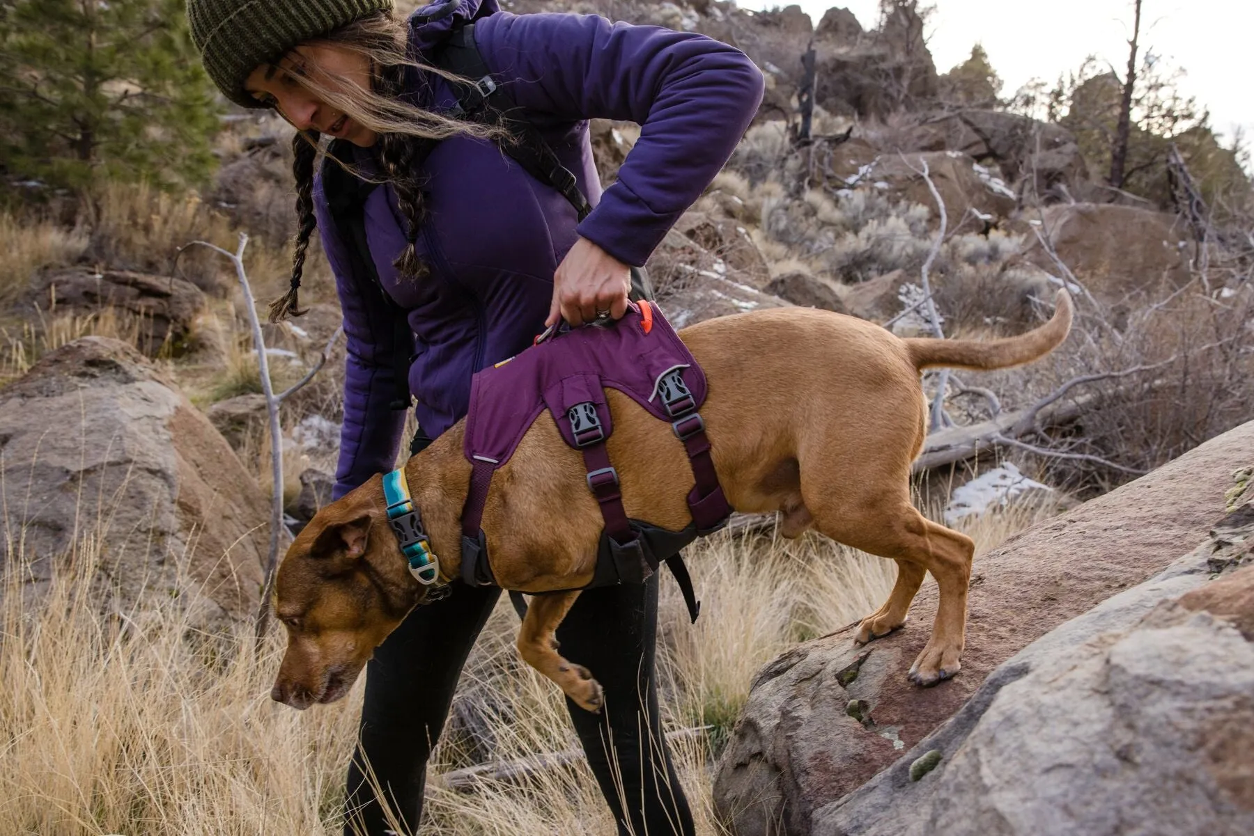 Web Master Dog Harness with Handle